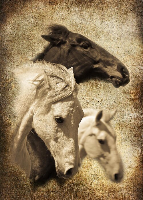 Horse Art Greeting Card featuring the photograph Three Horses West by Steve McKinzie