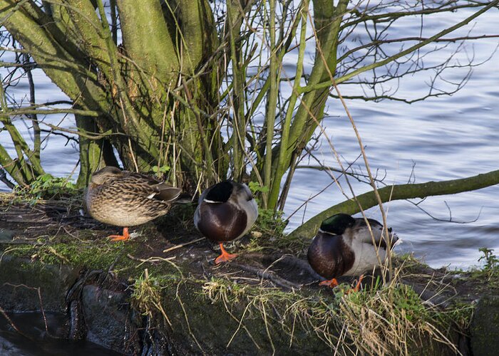  Duck Greeting Card featuring the photograph Three In A Row by Spikey Mouse Photography