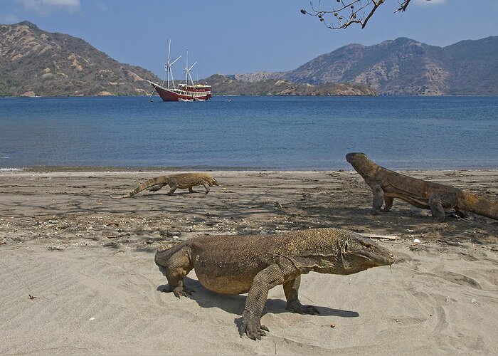 Alertness Greeting Card featuring the photograph Three Komodo Dragons On Beach by Jaynes Gallery