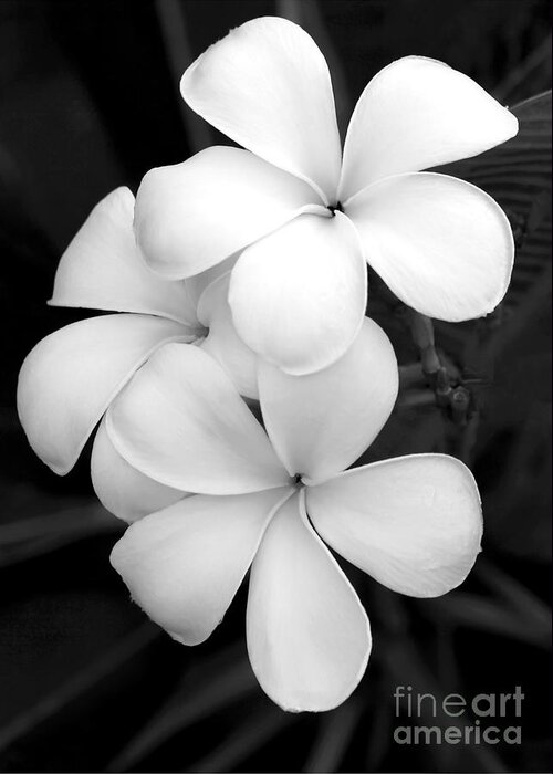 Macro Greeting Card featuring the photograph Three Plumeria Flowers in Black and White by Sabrina L Ryan