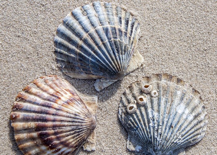 Shells Greeting Card featuring the photograph Three Shells by Cathy Kovarik