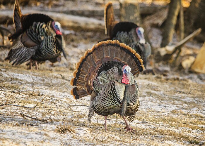 Wild Turkeys Greeting Card featuring the photograph Three Strutting Toms by Peg Runyan