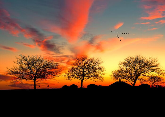 Sunset Greeting Card featuring the photograph Three Trees In The Park by Cathy Kovarik