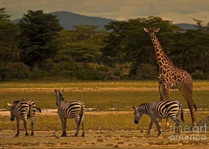 Equus Burchellii Greeting Card featuring the photograph Three Zebras And a Giraffe by J L Woody Wooden