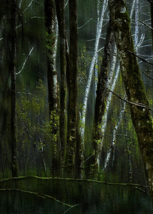 Woods Greeting Card featuring the photograph Through a Glass . . . Darkly by Belinda Greb