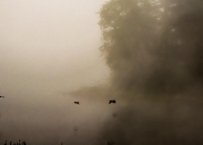 Foggy Landscape Greeting Card featuring the photograph Through the Fog by Parker Cunningham