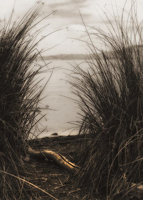 Sepia Greeting Card featuring the photograph Through the Rushes by Kandy Hurley