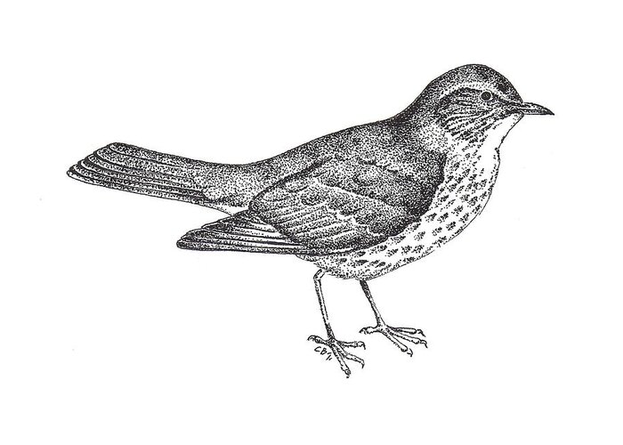 Thrush Greeting Card featuring the drawing Thrush Bird Drawing by Christy Beckwith