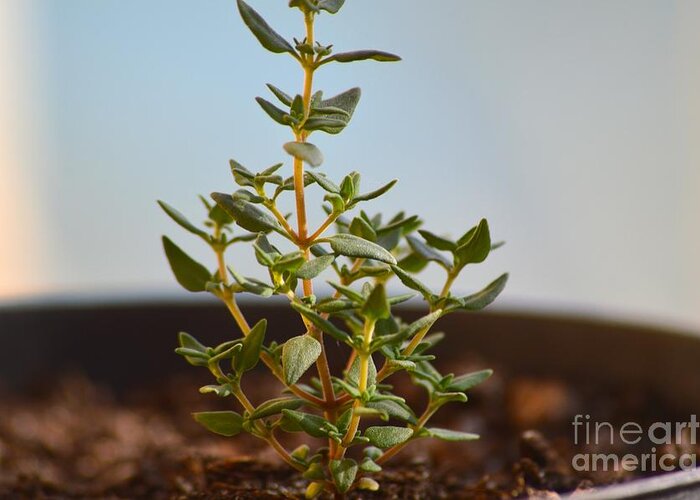 Macro Shots Greeting Card featuring the photograph Thyme by Laura Forde