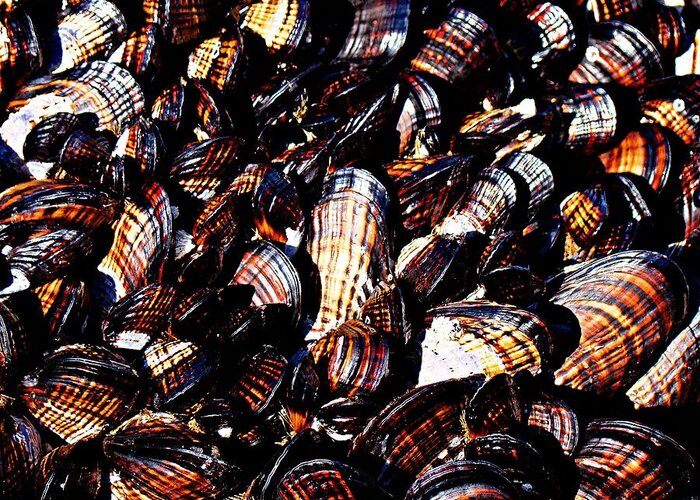Mussels Greeting Card featuring the photograph Tidewater Mussels by Nick Kloepping