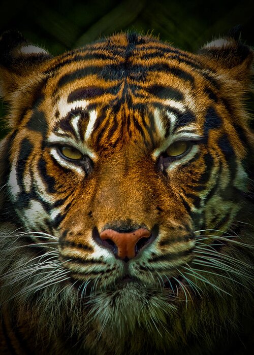 Tiger Greeting Card featuring the photograph Tiger Eyes by Elaine Snyder