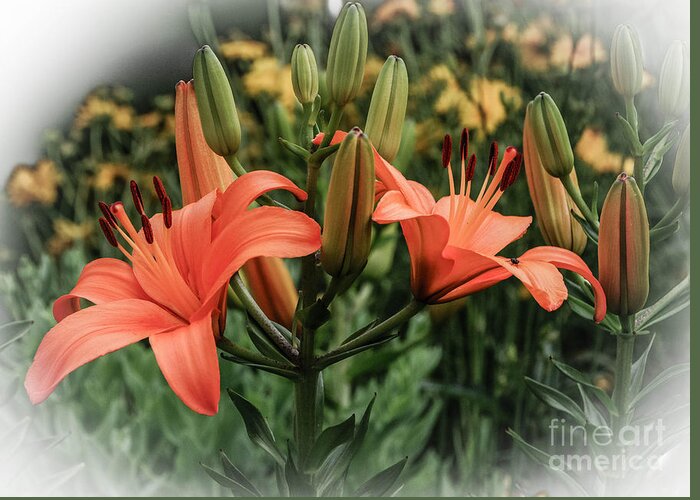 Tiger Lillies Greeting Card featuring the photograph Tiger Lillies by Grace Grogan