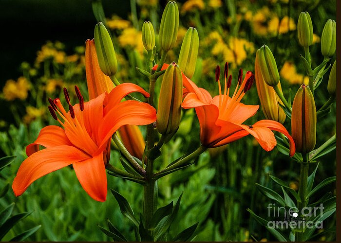 Tiger Lily Greeting Card featuring the photograph Tiger Lily Blossoms by Grace Grogan