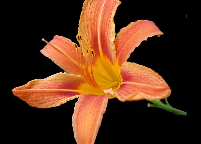 Photography Greeting Card featuring the photograph 'Tiger Lily' by Liza Dey