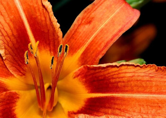 Lily Greeting Card featuring the photograph Tiger Lily by Roger Becker