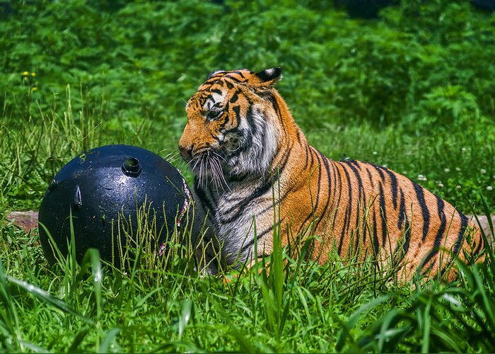 K-30 Greeting Card featuring the photograph Tiger Playing with Ball by Lori Coleman