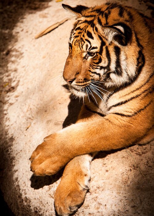 Animal Greeting Card featuring the photograph Tiger Resting by John Wadleigh