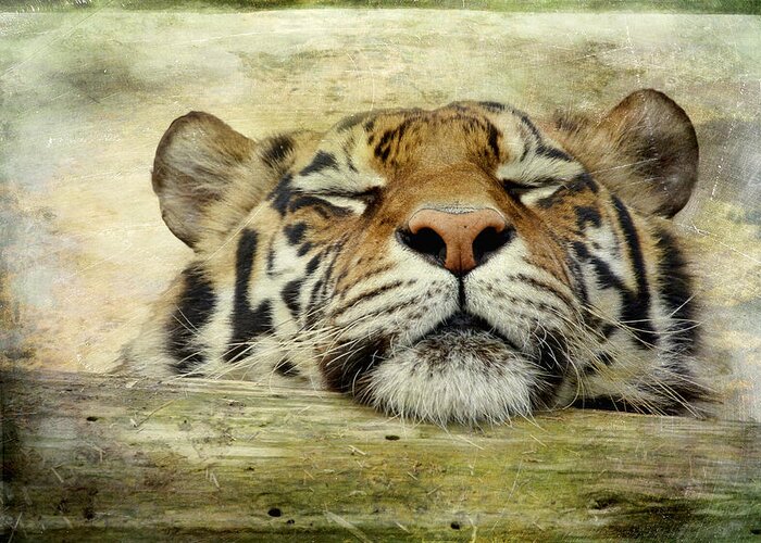 Tiger Greeting Card featuring the photograph Tiger Snooze by Athena Mckinzie