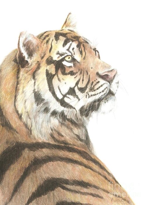 Tiger Greeting Card featuring the drawing Tiger study by Meagan Visser