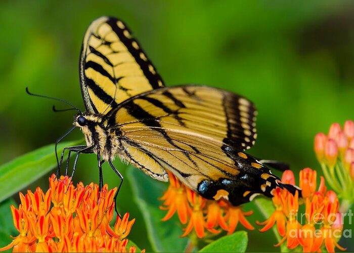 Tiger Swallowtail Greeting Card featuring the photograph Tiger Swallowtail by Anthony Heflin