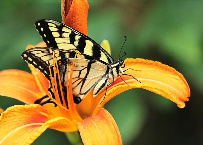 Butterfly Greeting Card featuring the photograph Tiger Swallowtail Butterfly On Daylily by Carol Senske