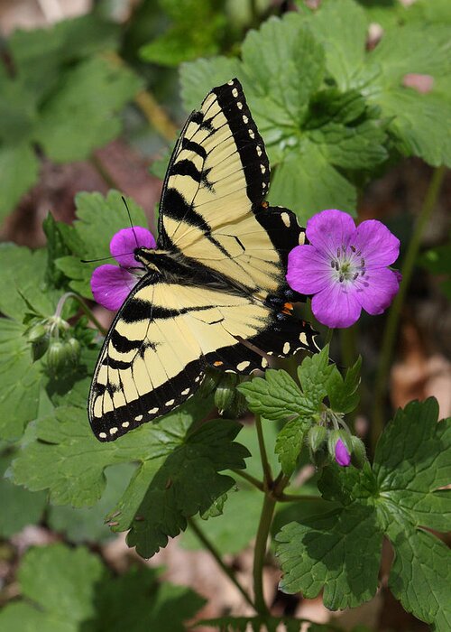 Tiger Swallowtail Butterfly On Geranium Greeting Card featuring the photograph Tiger Swallowtail Butterfly On Geranium by Daniel Reed