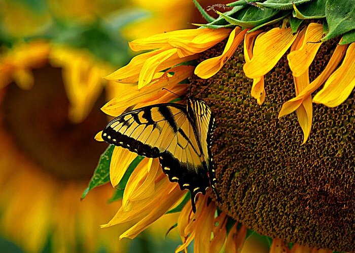 Yellow Butterfly Greeting Card featuring the photograph Tiger Swallowtail on a Sunflower by Karen McKenzie McAdoo