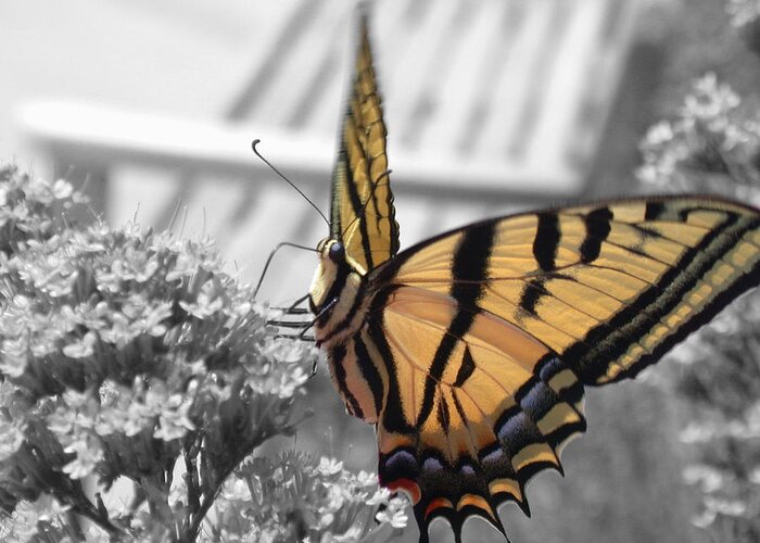 Tiger Swallowtail Greeting Card featuring the photograph Tiger Swallowtail by Shane Bechler
