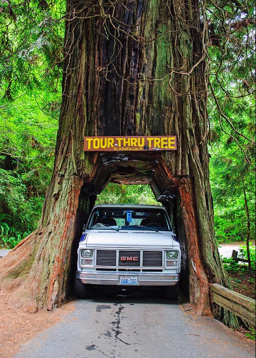 Tour Thru Tree Greeting Card featuring the photograph Tight Fit by Tikvah's Hope