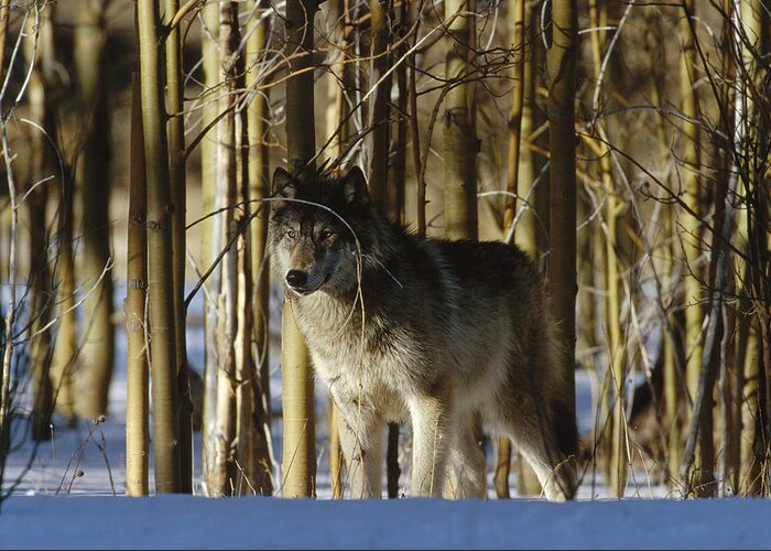 Feb0514 Greeting Card featuring the photograph Timber Wolf Camouflaged In Birch Forest by Konrad Wothe
