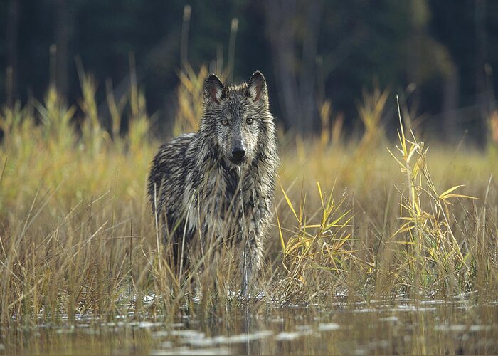 Feb0514 Greeting Card featuring the photograph Timber Wolf Pauses Montana by Tim Fitzharris
