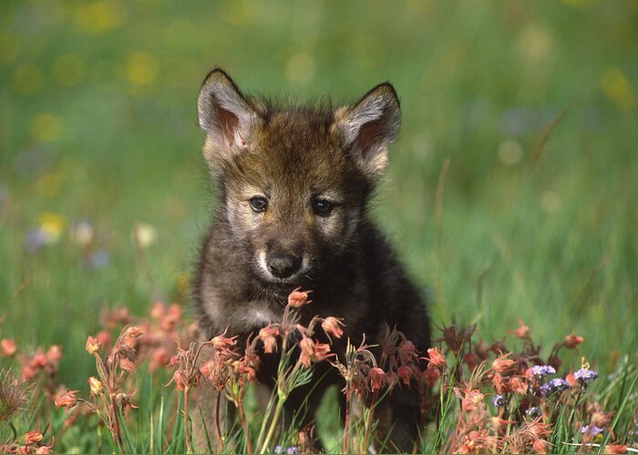 Feb0514 Greeting Card featuring the photograph Timber Wolf Pup North America by Tom Vezo