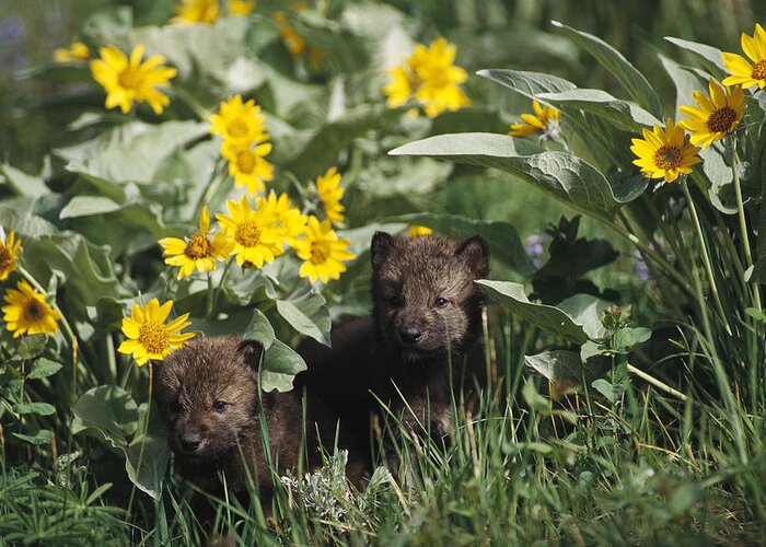 Feb0514 Greeting Card featuring the photograph Timber Wolf Pups And Flowers North by Gerry Ellis