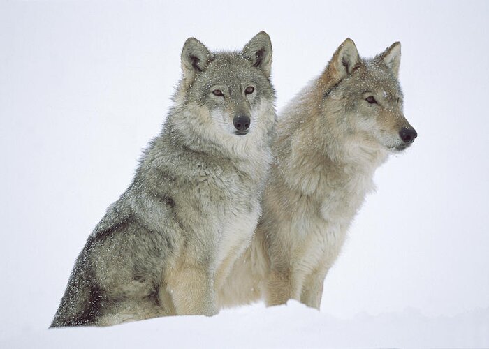 00174270 Greeting Card featuring the photograph Timber Wolves Sitting In Snow by Tim Fitzharris
