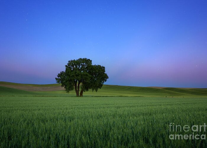 Blue Greeting Card featuring the photograph Timeless Evening by Beve Brown-Clark Photography