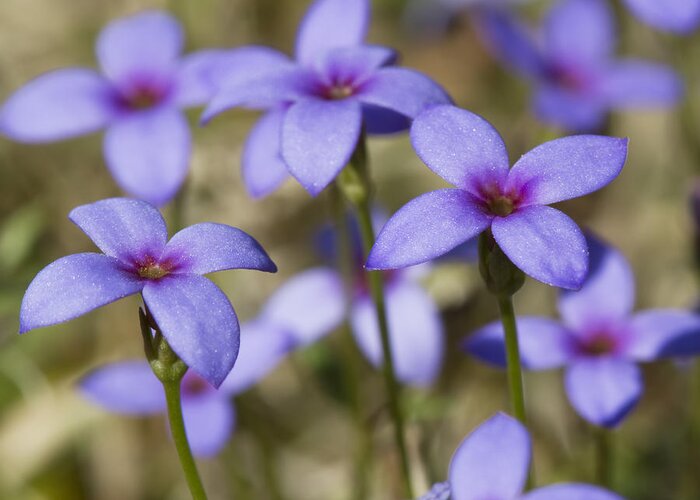 Houstonia Pusilla Greeting Card featuring the photograph Tiny Bluet Wildflowers by Kathy Clark