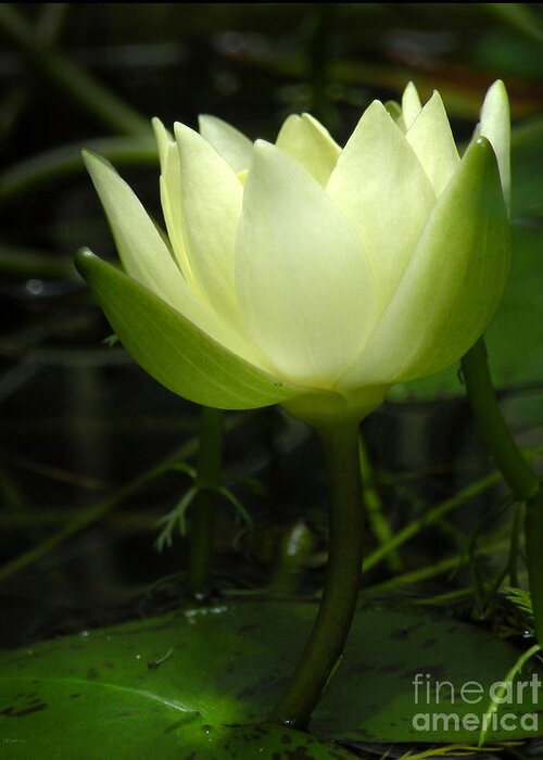Nature Greeting Card featuring the photograph Tiny Water Lily by Deborah Smith