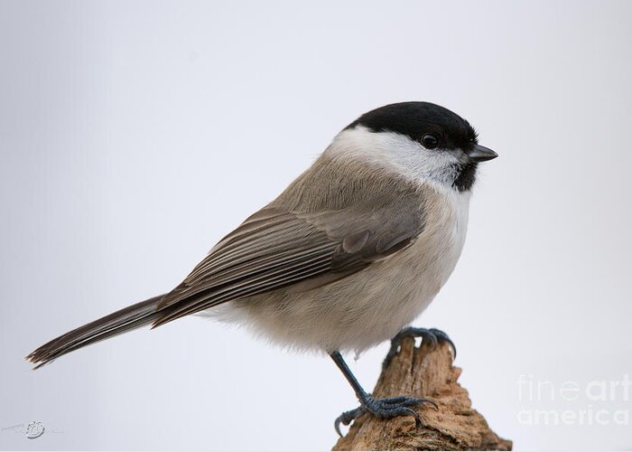 Titmouse Greeting Card featuring the photograph Titmouse by Torbjorn Swenelius