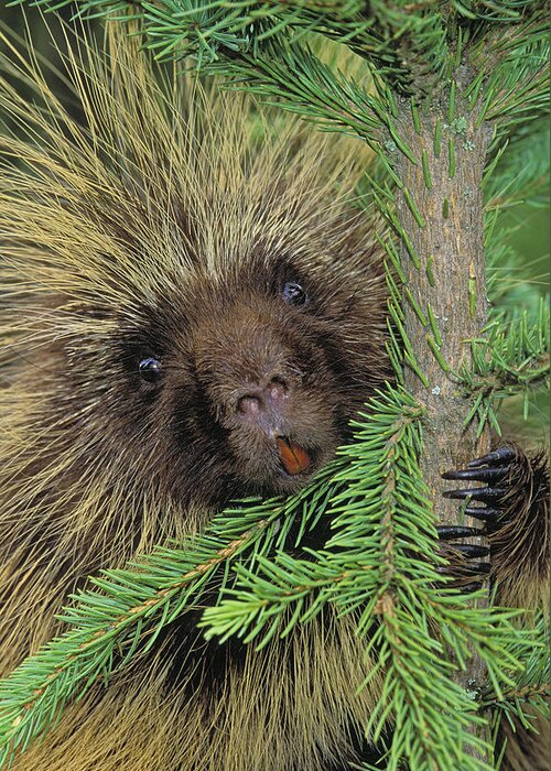 Adulthood Greeting Card featuring the photograph T.kitchin 14107c, Porcupine In Spruce by First Light