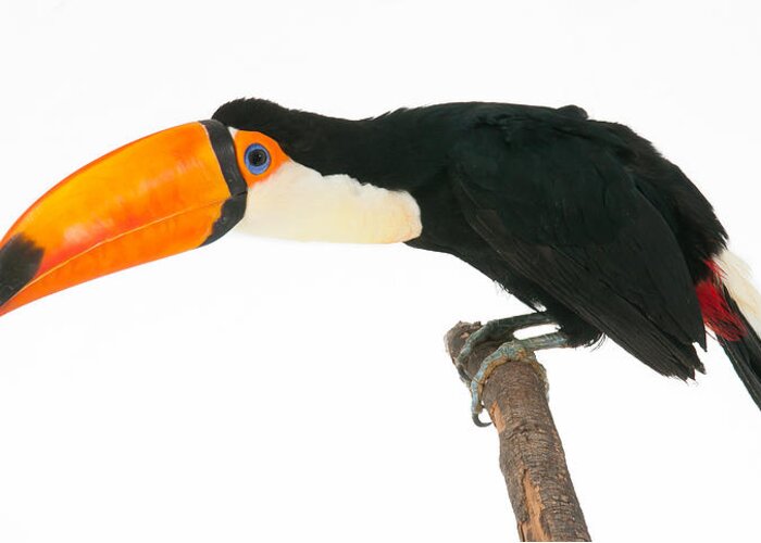Toco Greeting Card featuring the photograph Toco Toucan on White 2 by Avian Resources