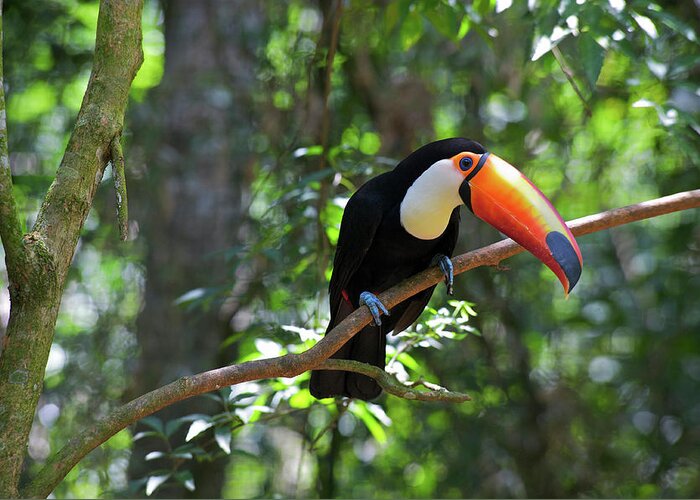 Andres Morya Greeting Card featuring the photograph Toco Toucan (ramphastos Toco by Andres Morya Hinojosa