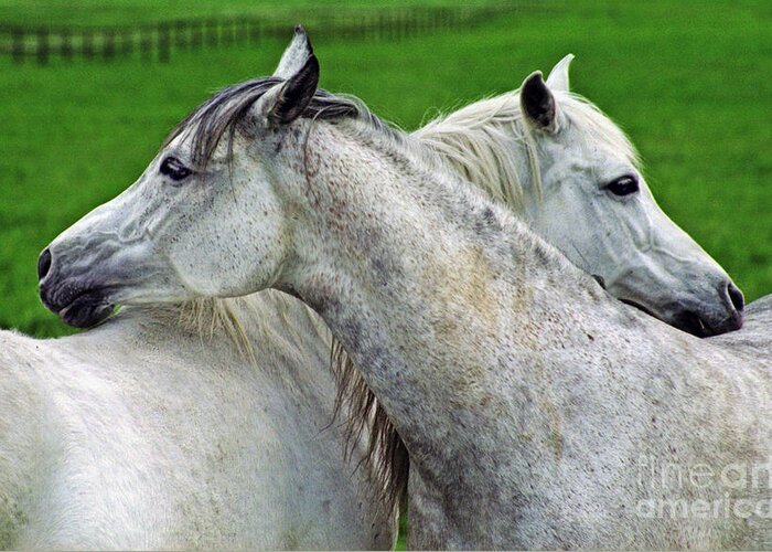 Horse Greeting Card featuring the photograph Scratch my back by Ang El