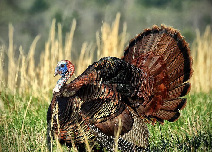 Turkey Greeting Card featuring the photograph Tom Turkey by Jaki Miller