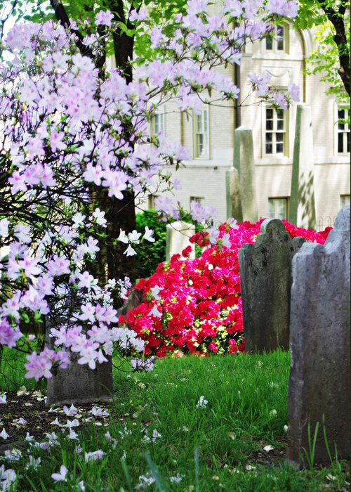 Tombstones Greeting Card featuring the photograph Tombstones in Spring by Sharon Popek