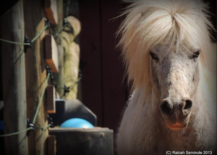Horse Greeting Card featuring the photograph Tonkas bad hair day by Rabiah Seminole