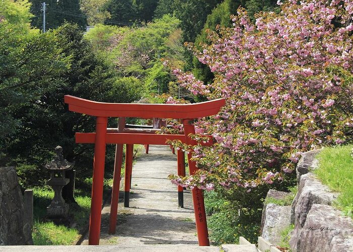 Torii Gate With Cherry Blossoms Photograph By Yumi Johnson 