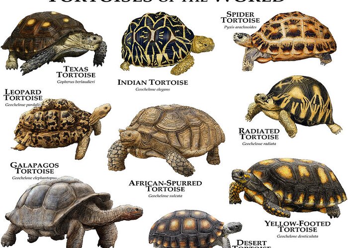 African Spurred Tortoise Greeting Card featuring the photograph Tortoises Of The World by Roger Hall