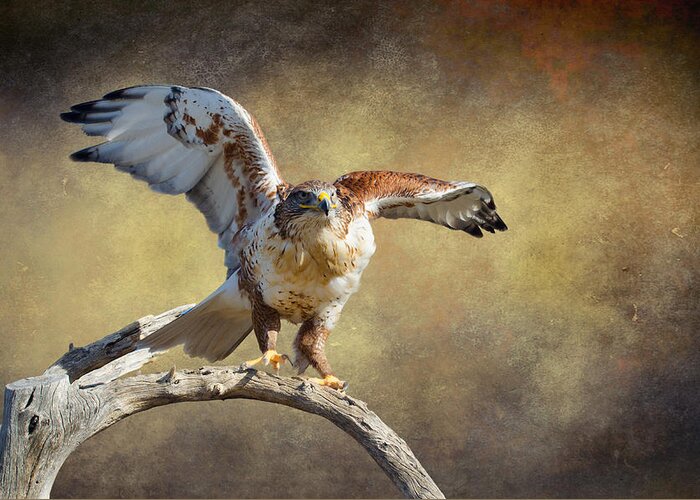 Hawk Greeting Card featuring the photograph Touch Down by Barbara Manis