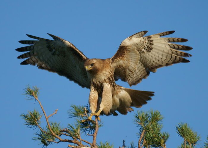 Red-tailed Hawk Greeting Card featuring the photograph Touch Down by Blair Wainman