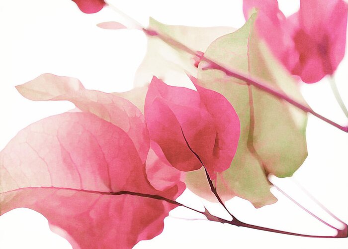 Bougainvillea Greeting Card featuring the photograph Touch Of Pink Bougainvillea by Fraida Gutovich